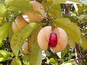 Nutmeg Plant with Seed